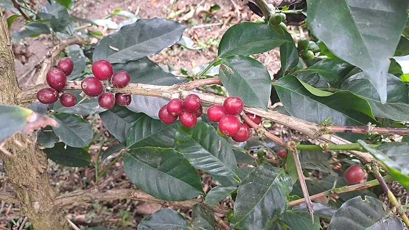 Red coffee cherries on the branch on a Colombian plantation