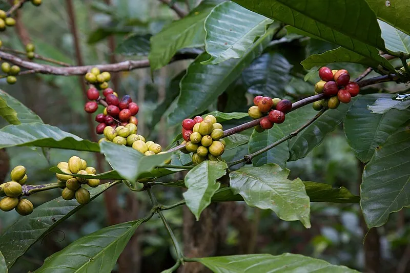 Red ripe coffee cherries on a coffee plant branch, typical of Colombian arabica cultivation