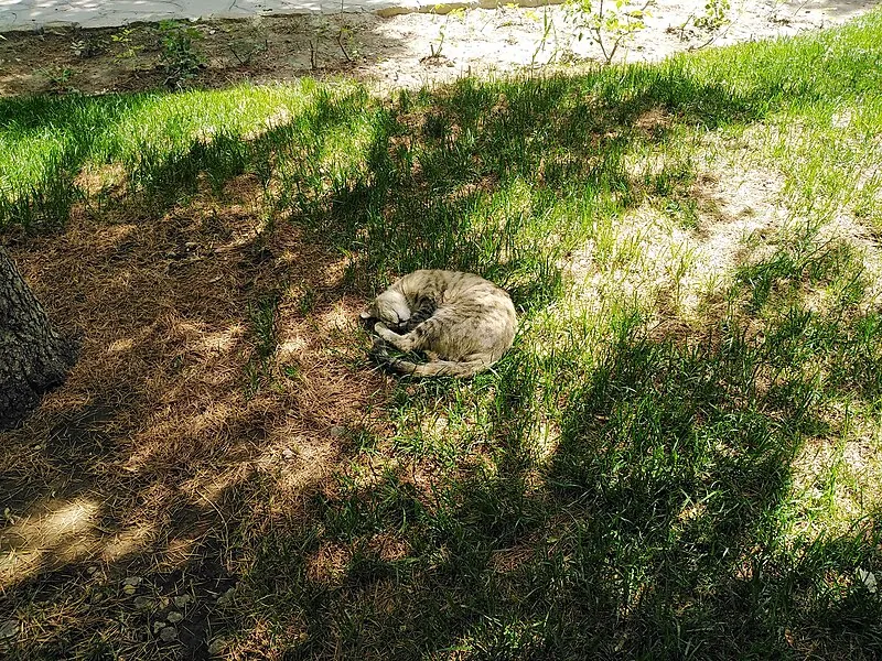 A sleeping cat curled up, illustrating the relationship between caffeine consumption and rest quality