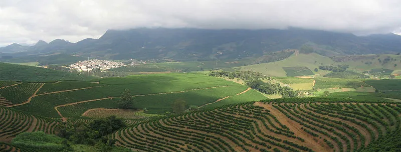 Coffee plantation with ripe red cherries on the branches — East African specialty production